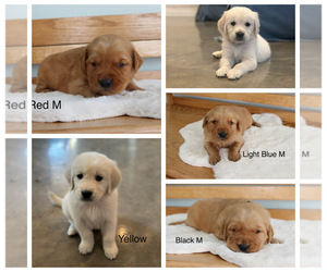 Golden Retriever Puppy for Sale in GREENEVILLE, Tennessee USA