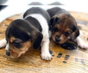 Beagle Puppy for sale in ROCKY MOUNT, VA, USA