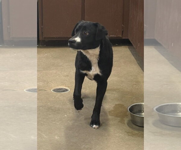 Medium Photo #2 Labrador Retriever-Unknown Mix Puppy For Sale in Amarillo, TX, USA