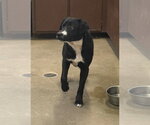 Small #1 Labrador Retriever Mix