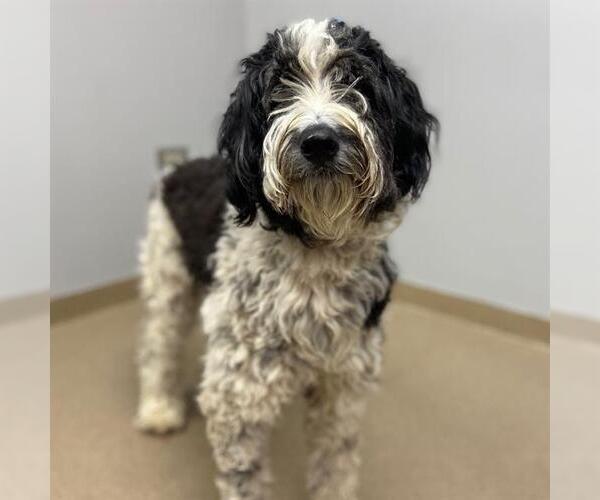 Medium Photo #1 Sheepadoodle Puppy For Sale in Aurora, CO, USA