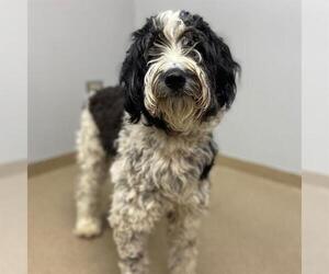 Sheepadoodle Dogs for adoption in Aurora, CO, USA