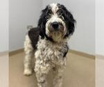 Small Sheepadoodle