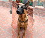 Small #19 German Shepherd Dog Mix