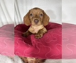 Duke - Male Dachshund Puppy for Sale - Photo #5