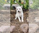 Small #2 German Shepherd Dog