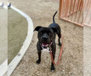 Mutt Dog for Adoption in Las Vegas, Nevada USA