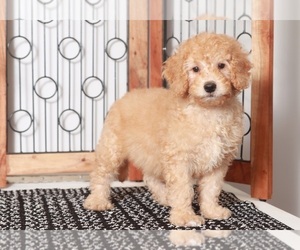 Goldendoodle (Miniature) Puppy for sale in NAPLES, FL, USA