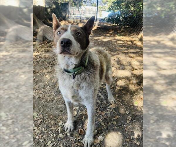 Medium Photo #2 Mutt Puppy For Sale in Santa Barbara, CA, USA