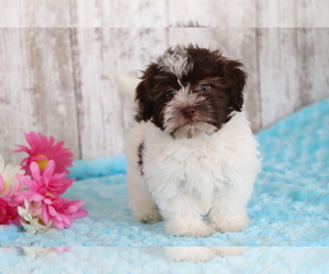 Havanese Puppy for sale in SHILOH, OH, USA