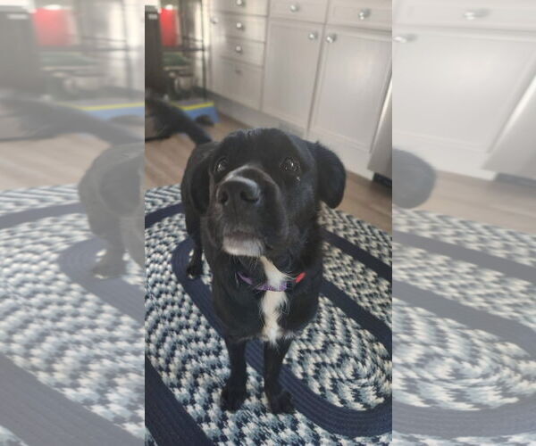 Medium Photo #3 Mutt Puppy For Sale in New London, WI, USA