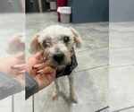 Small Mutt