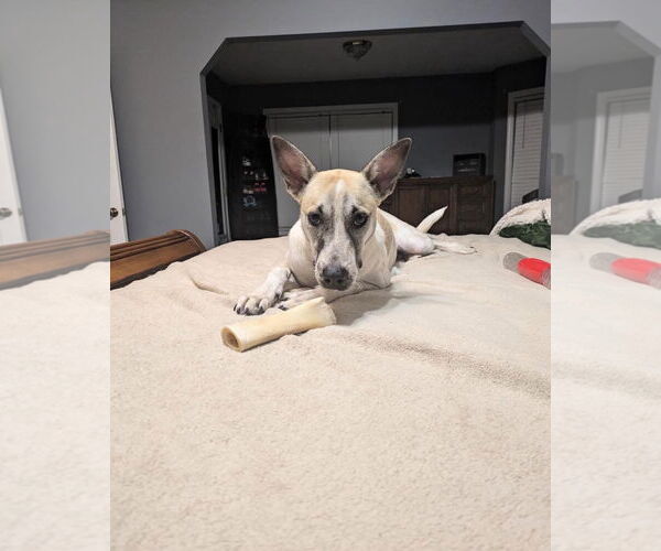 Medium Photo #1 Mutt Puppy For Sale in Ball Ground, GA, USA