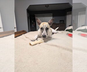 Mutt Dogs for adoption in Ball Ground, GA, USA