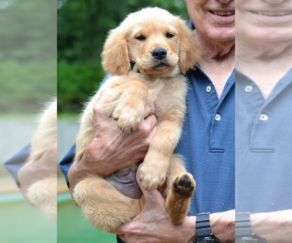 Medium Photo #4 Golden Retriever Puppy For Sale in Germanton, TN, USA
