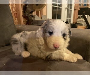 Border Collie Puppy for Sale in MOSIER, Oregon USA