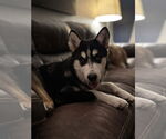 Small #5 Siberian Husky