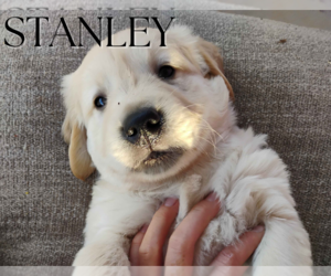 Golden Retriever Puppy for sale in ARIZONA CITY, AZ, USA