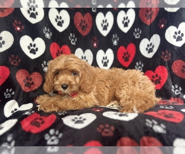 Medium Photo #6 Cavapoo Puppy For Sale in LAKELAND, FL, USA
