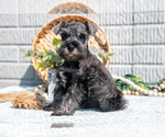 Puppy Brady Schnauzer (Miniature)