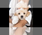 Puppy 1 Coton de Tulear