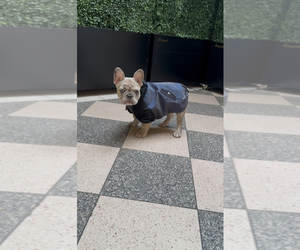 French Bulldog Puppy for sale in NAUGATUCK, CT, USA