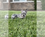 Puppy 3 French Bulldog