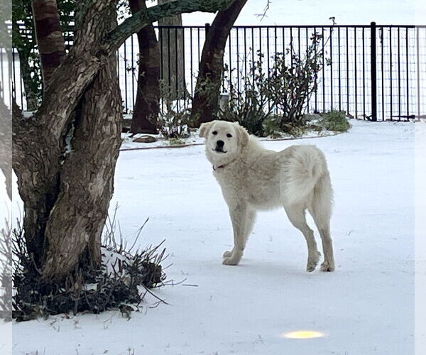 Medium Photo #3 Great Pyrenees Puppy For Sale in Spring, TX, USA