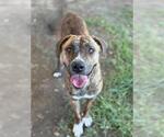 Small #1 German Shepherd Dog Mix