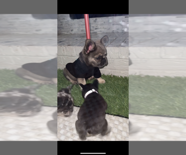 Medium Photo #3 French Bulldog Puppy For Sale in DALLAS, TX, USA