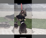 Small #2 French Bulldog