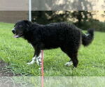 Small #4 Great Pyrenees Mix