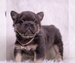 Small Photo #17 French Bulldog Puppy For Sale in WARSAW, IN, USA