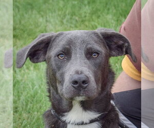 German Shepherd Dog-Unknown Mix Dogs for adoption in Huntley, IL, USA