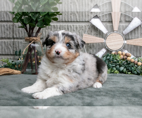Medium Photo #2 Miniature Australian Shepherd Puppy For Sale in BALTIC, OH, USA