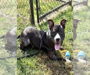 *FRED - Male American Pit Bull Terrier Dog for Adoption - Photo #2
