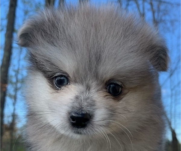 Medium Photo #14 Pomeranian Puppy For Sale in PORTLAND, ME, USA