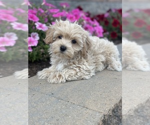 Coton de Tulear-Poodle (Toy) Mix Puppy for sale in CANOGA, NY, USA
