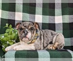 Small Photo #3 English Bulldog Puppy For Sale in COCHRANVILLE, PA, USA