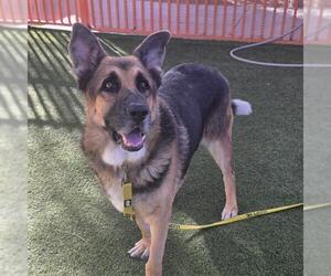 German Shepherd Dog-Unknown Mix Dogs for adoption in Las Vegas, NV, USA