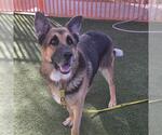 *ROCKY - Male German Shepherd Dog-Unknown Mix Dog for Adoption - Small photo