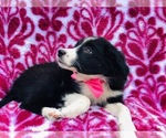 Small Photo #3 Border Collie Puppy For Sale in CLAY, PA, USA