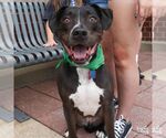 Small #1 Labrador Retriever-Retriever  Mix