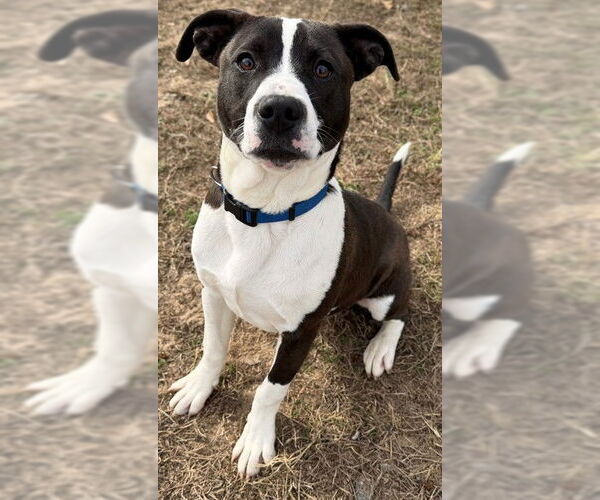 Medium Photo #1 Mutt Puppy For Sale in Augusta, GA, USA