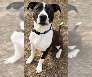 Mutt Dogs for adoption in Augusta, GA, USA