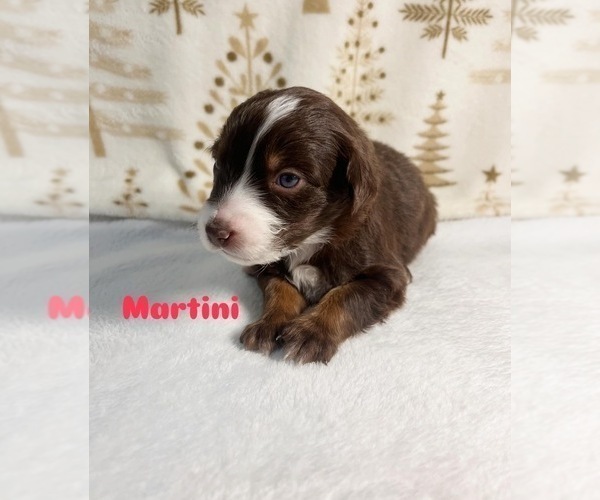 Medium Photo #3 Australian Shepherd Puppy For Sale in OLD LYME, CT, USA