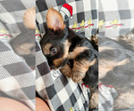 Small Photo #4 Yorkshire Terrier Puppy For Sale in WEST HARTFORD, CT, USA