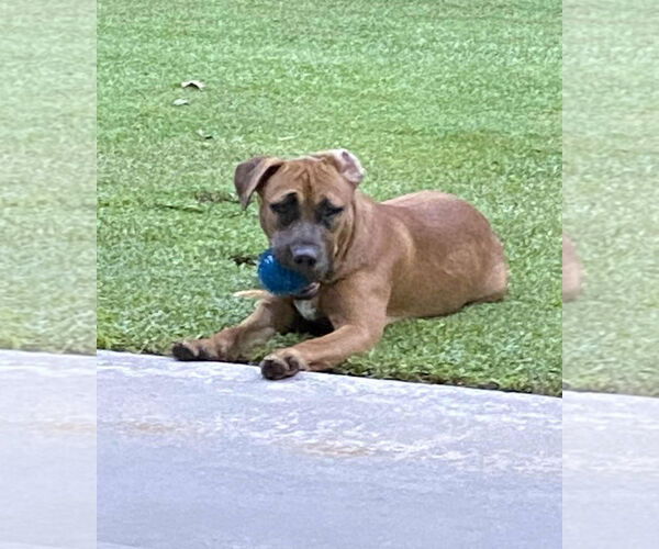 Medium Photo #7 American Pit Bull Terrier-Labrador Retriever Mix Puppy For Sale in Oakhurst, NJ, USA