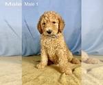 Small Photo #11 Goldendoodle Puppy For Sale in OCALA, FL, USA