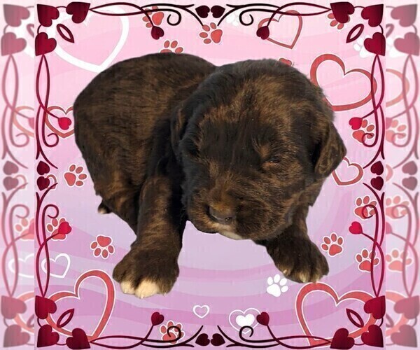 Medium Photo #94 Golden Mountain Dog Puppy For Sale in BLACK FOREST, CO, USA